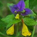 Melampyrum nemorosum Květ