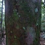 Pouteria brachyandra Kabuk