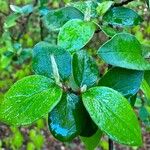 Cotoneaster dielsianus ഇല