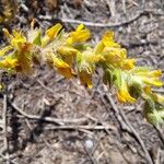 Anthyllis cytisoides Flower