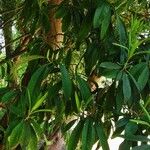 Rhododendron arboreum Leaf