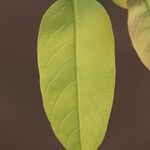 Marquesia macroura Hoja