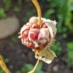 Allium sativum Fruit