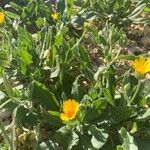 Calendula suffruticosa Blatt