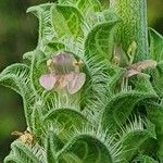 Meiosperma bracteatum Λουλούδι