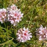 Armeria multiceps Kvet