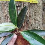 Miconia poeppigii Leaf