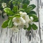 Murraya paniculata Цветок