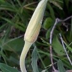 Oenothera affinis Flower