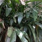 Alpinia zerumbet 整株植物