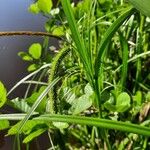 Carex pseudocyperus Leaf