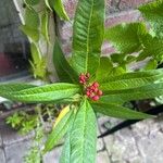 Asclepias curassavica ফুল