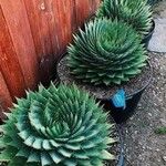 Aloe polyphylla Blad