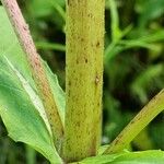 Guizotia abyssinica Rinde