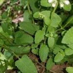 Stachys floridana Blad