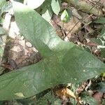 Nephthytis poissonii Hoja