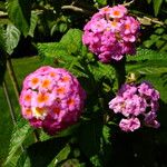 Lantana camara Flor