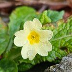 Primula vulgaris Květ