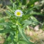 Erigeron annuusŽiedas