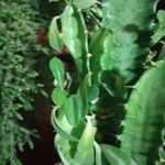 Euphorbia trigona Deilen
