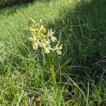 Orchis provincialis Flor