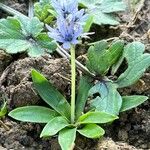 Hyacinthoides lingulata Цветок