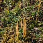 Selaginella selaginoides Folha