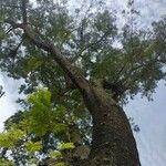 Caesalpinia coriaria 樹皮