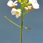 Arabidopsis thaliana Облик