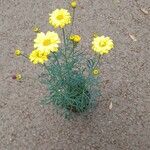 Argyranthemum frutescens Floare