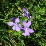 Viola cornuta Cvet