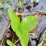 Menyanthes trifoliata Liść