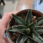 Agave victoriae-reginae Листок