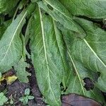 Hesperis matronalis Leaf