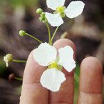 Sagittaria lancifolia Flower
