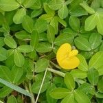 Arachis pintoiFlower