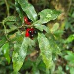 Ochna membranacea Blad