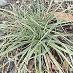 Asphodeline lutea Habit