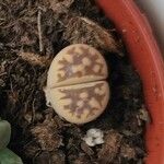 Lithops karasmontana Leaf