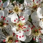 Pyrus bourgaeana പുഷ്പം