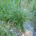 Carex elata Plante entière