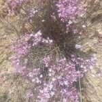 Limonium tuberculatum Flor
