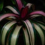 Neoregelia carolinae葉