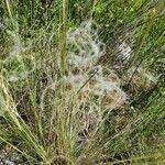 Stipa pennata 叶