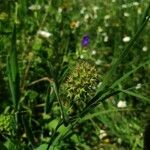 Trifolium squamosum Virág