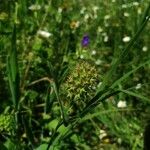 Trifolium squamosum Çiçek