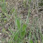 Plantago rhodosperma Hábito