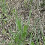 Plantago rhodosperma Habit