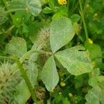 Trifolium incarnatum Hoja