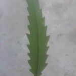 Lepismium houlletianum Leaf